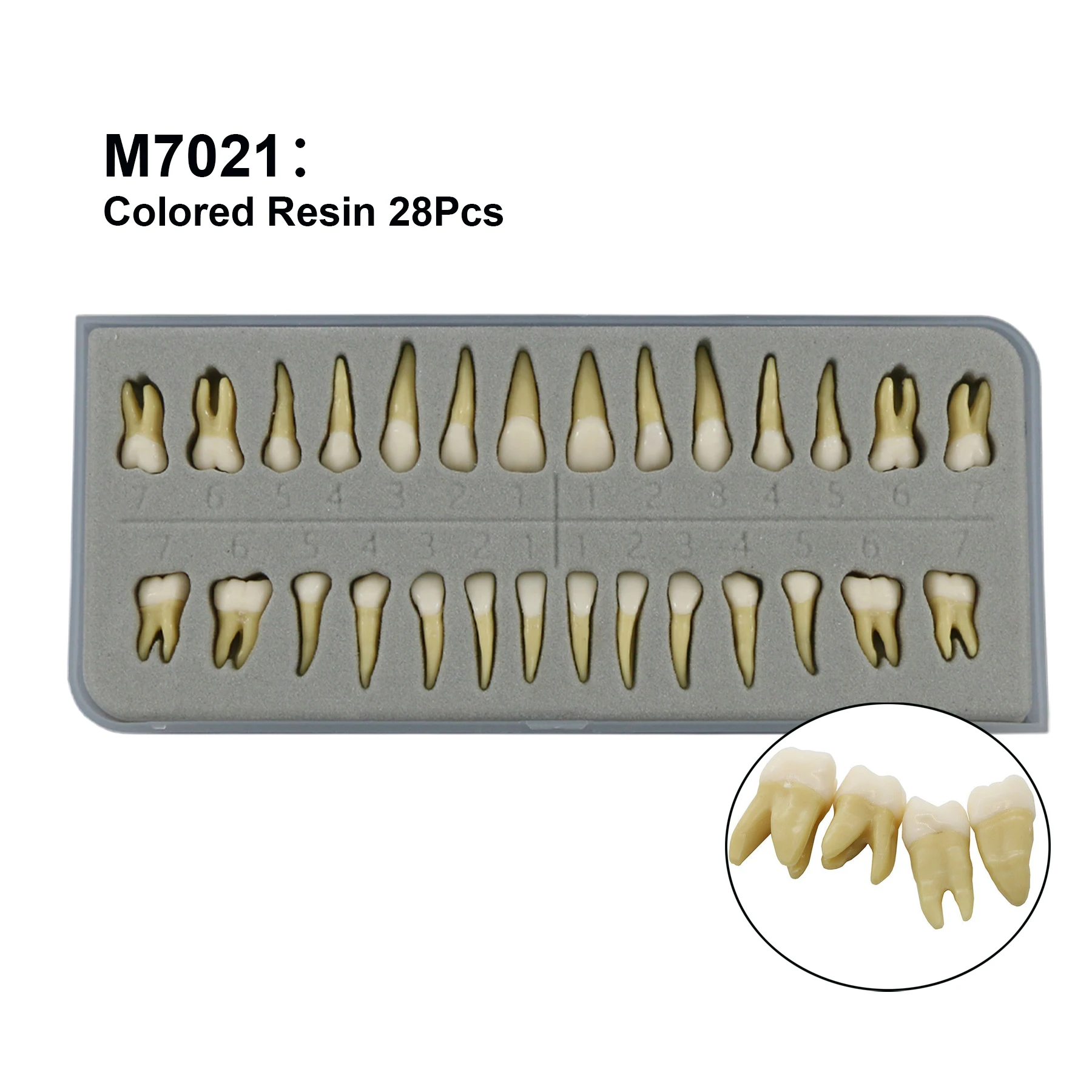 Dental Modelo Completo Permanente de Adultos Dentes Modelo de Resina Colorida 28Pcs De Odontologia de Ensino Estudando Prática M7021